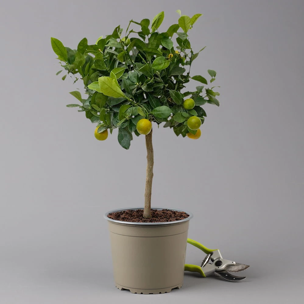 Calamondin, Stamm, Topf-Ø 20 Cm, Höhe Ca. 60 Cm 1 Calamondin, Stamm, Topf-Ø 20 Cm, Höhe Ca. 60 Cm