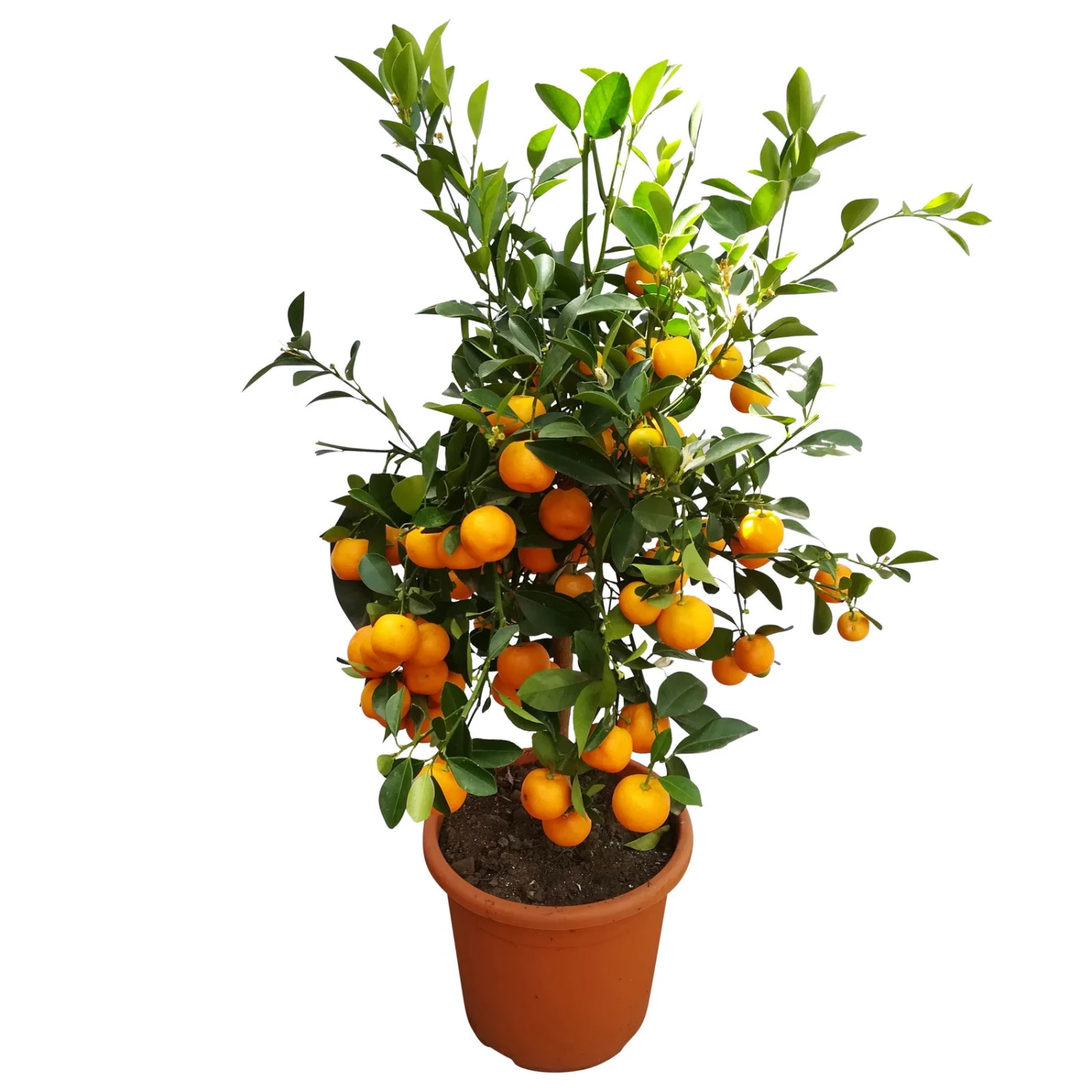 Calamondin, Stamm, Topf-Ø 20 Cm, Höhe Ca. 60 Cm 4 Calamondin, Stamm, Topf-Ø 20 Cm, Höhe Ca. 60 Cm - Image 4