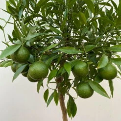 Mandarinenbaum, Stamm, Topf-Ø Ca. 24 Cm, Höhe Ca. 140 Cm -Compo Verkaufsgeschäft 0630400025 Citrus reticulata Stamm T24 3 104283