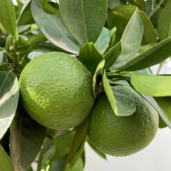 Orangenbaum, Kurz-Stamm, Topf-Ø Ca. 26 Cm 20 Orangenbaum, Kurz-Stamm, Topf-Ø Ca. 26 Cm -Compo Verkaufsgeschäft 0630400049 Citrus sinensis Busch T26 3 104290