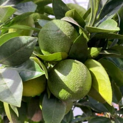 Orangenbaum, Kurz-Stamm, Topf-Ø Ca. 26 Cm 19 Orangenbaum, Kurz-Stamm, Topf-Ø Ca. 26 Cm -Compo Verkaufsgeschäft 0630400049 Citrus sinensis Busch T26 4 104289