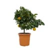 Orangenbaum, Kurz-Stamm, Topf-Ø Ca. 26 Cm -Compo Verkaufsgeschäft 0630400049 Citrus sinensis Busch T26 6 104342