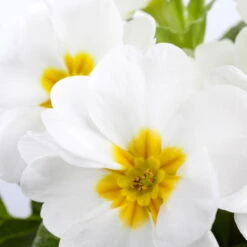 Primel 'Trio' Bunt, Mix Nach Verfügbarkeit, Topf-Ø 13 Cm, 6er-Set -Compo Verkaufsgeschäft 0639100027 Primula vulgaris T10 weiss 74001