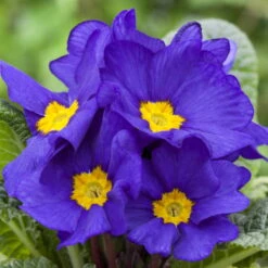 Primel 'Trio' Bunt, Mix Nach Verfügbarkeit, Topf-Ø 13 Cm, 6er-Set -Compo Verkaufsgeschäft 0639100030 0639100036 Primula vulgaris blau 75330