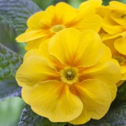 Primel 'Trio' Bunt, Mix Nach Verfügbarkeit, Topf-Ø 13 Cm, 6er-Set -Compo Verkaufsgeschäft 0639100036 Koelle Primula vulgaris Trio T13 6er Set nach Verfuegbarkeit WS gelb 102653