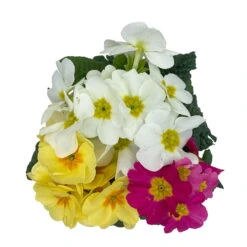 Primel 'Trio' Bunt, Mix Nach Verfügbarkeit, Topf-Ø 13 Cm, 6er-Set -Compo Verkaufsgeschäft 0639100036 Koelle Primula vulgaris Trio T13 6er Set nach Verfuegbarkeit 10 110959