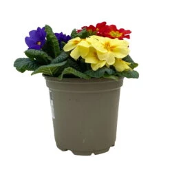 Primel 'Trio' Bunt, Mix Nach Verfügbarkeit, Topf-Ø 13 Cm, 6er-Set -Compo Verkaufsgeschäft 0639100036 Koelle Primula vulgaris Trio T13 6er Set nach Verfuegbarkeit 1 110960