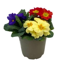 Primel 'Trio' Bunt, Mix Nach Verfügbarkeit, Topf-Ø 13 Cm, 6er-Set -Compo Verkaufsgeschäft 0639100036 Koelle Primula vulgaris Trio T13 6er Set nach Verfuegbarkeit 3 110961