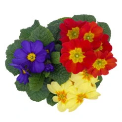 Primel 'Trio' Bunt, Mix Nach Verfügbarkeit, Topf-Ø 13 Cm, 6er-Set -Compo Verkaufsgeschäft 0639100036 Koelle Primula vulgaris Trio T13 6er Set nach Verfuegbarkeit 4 110962