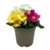 Primel 'Trio' Bunt, Mix Nach Verfügbarkeit, Topf-Ø 13 Cm, 6er-Set -Compo Verkaufsgeschäft 0639100036 Koelle Primula vulgaris Trio T13 6er Set nach Verfuegbarkeit 8 110958