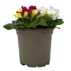Primel 'Trio' Bunt, Mix Nach Verfügbarkeit, Topf-Ø 13 Cm, 6er-Set -Compo Verkaufsgeschäft 0639100036 Koelle Primula vulgaris Trio T13 2 107118