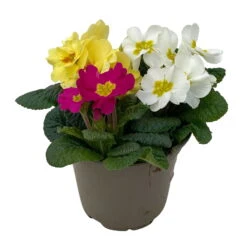 Primel 'Trio' Bunt, Mix Nach Verfügbarkeit, Topf-Ø 13 Cm, 6er-Set -Compo Verkaufsgeschäft 0639100036 Koelle Primula vulgaris Trio T13 3 107119