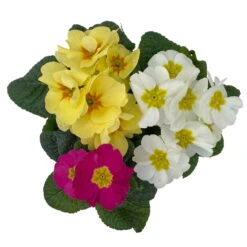 Primel 'Trio' Bunt, Mix Nach Verfügbarkeit, Topf-Ø 13 Cm, 6er-Set -Compo Verkaufsgeschäft 0639100036 Koelle Primula vulgaris Trio T13 4 107120