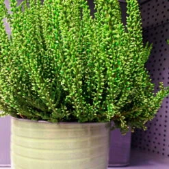 Knospenheide 'Picasso' Gefärbt, Farben Zufällig, Topf-Ø 12 Cm, 6er-Set -Compo Verkaufsgeschäft 0650100303 Calluna vulgaris T12 gruen gefaerbt Picasso 4 70091