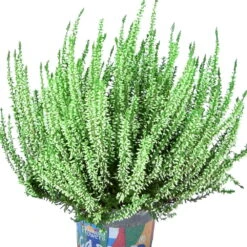Knospenheide 'Picasso' Gefärbt, Farben Zufällig, Topf-Ø 12 Cm, 6er-Set -Compo Verkaufsgeschäft 0650100303 Calluna vulgaris T12 gruen gefaerbt Picasso 45096