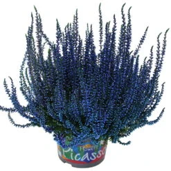Knospenheide 'Picasso' Gefärbt, Farben Zufällig, Topf-Ø 12 Cm, 6er-Set -Compo Verkaufsgeschäft 0650100304 Calluna vulgaris Picasso gefaerbt blau 12cm Topf 44007