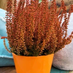 Knospenheide 'Picasso' Gefärbt, Farben Zufällig, Topf-Ø 12 Cm, 6er-Set -Compo Verkaufsgeschäft 0650100305 Callunavulgaris T12 orange gefaerbt Picasso 4 70094