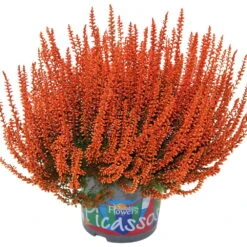 Knospenheide 'Picasso' Gefärbt, Farben Zufällig, Topf-Ø 12 Cm, 6er-Set -Compo Verkaufsgeschäft 0650100305 Calluna vulgaris Picasso gefaerbt orange 12cm Topf 44011