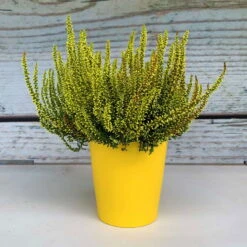 Knospenheide 'Picasso' Gefärbt, Farben Zufällig, Topf-Ø 12 Cm, 6er-Set -Compo Verkaufsgeschäft 0650100306 Calluna vulgaris T12 gelb gefaerbt Picasso 2 70098