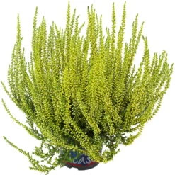Knospenheide 'Picasso' Gefärbt, Farben Zufällig, Topf-Ø 12 Cm, 6er-Set -Compo Verkaufsgeschäft 0650100306 Calluna vulgaris Picasso gefaerbt gelb 12cm Topf 44013