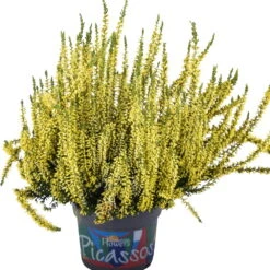Knospenheide 'Picasso' Gefärbt, Farben Zufällig, Topf-Ø 12 Cm, 6er-Set -Compo Verkaufsgeschäft 0650100306 Calluna vulgaris T12 gelb gefaerbt Picasso neu 45077