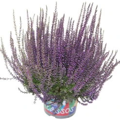 Knospenheide 'Picasso' Gefärbt, Farben Zufällig, Topf-Ø 12 Cm, 6er-Set -Compo Verkaufsgeschäft 0650100307 Calluna vulgaris Picasso gefaerbt lila 12cm Topf 44012