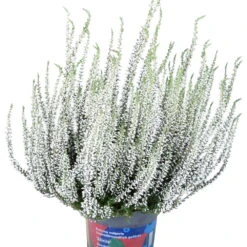 Knospenheide 'Picasso' Gefärbt, Farben Zufällig, Topf-Ø 12 Cm, 6er-Set -Compo Verkaufsgeschäft 0650100363 Calluna vulgaris T12 weiss gefaerbt Picasso 45099