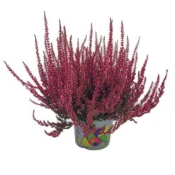Knospenheide 'Picasso' Gefärbt, Farben Zufällig, Topf-Ø 12 Cm, 6er-Set -Compo Verkaufsgeschäft 0650100405 Calluna vulgaris rot gefaerbt Set 6 9 81481