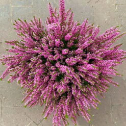 Knospenheide, Rosa, Topf-Ø 17 Cm, 3er-Set 8 Knospenheide, Rosa, Topf-Ø 17 Cm, 3er-Set -Compo Verkaufsgeschäft 0650100500 Calluna vulgaris T17 rosa Knospenblueher 3erSet 2 125778