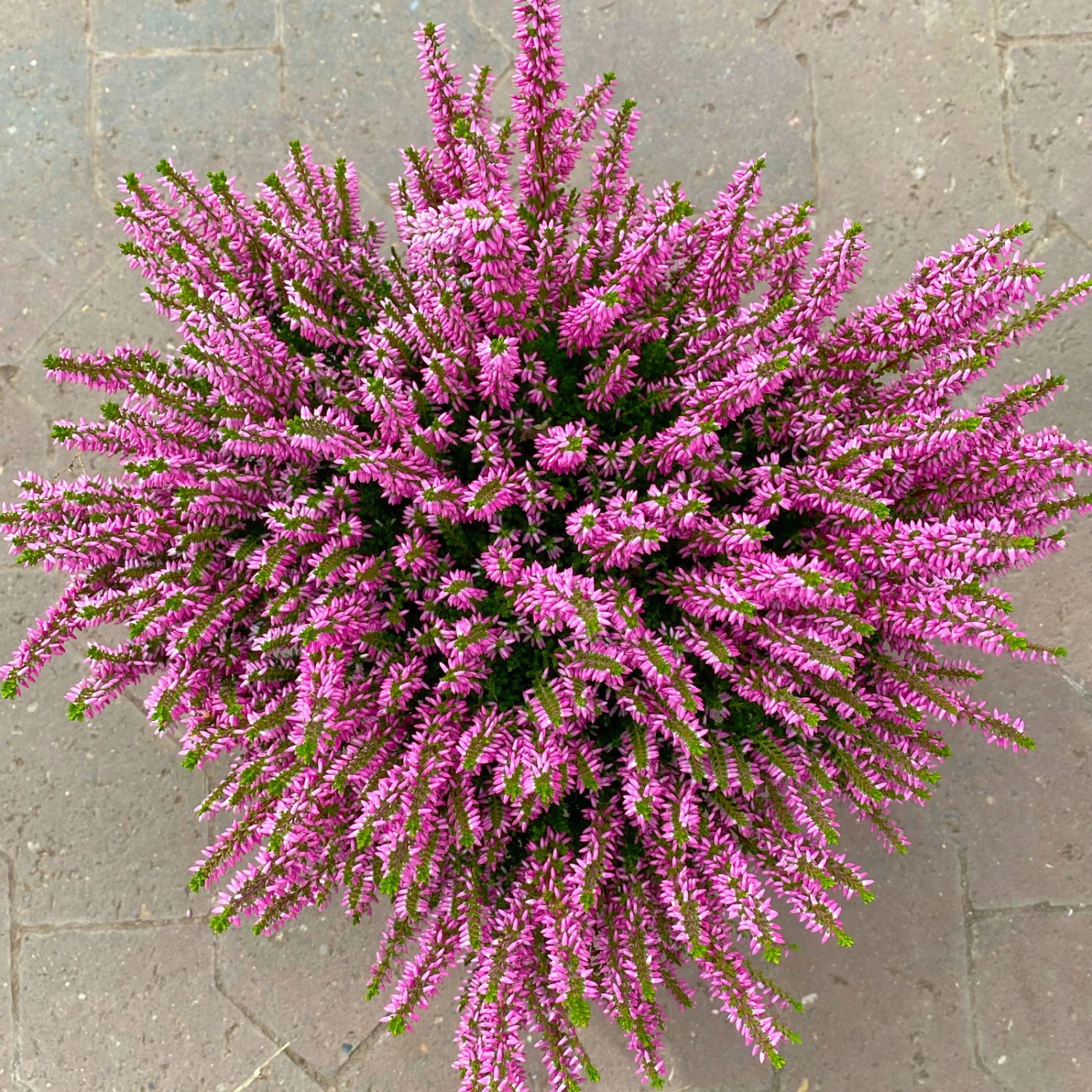 Knospenheide, Rosa, Topf-Ø 17 Cm, 3er-Set 2 Knospenheide, Rosa, Topf-Ø 17 Cm, 3er-Set - Image 2