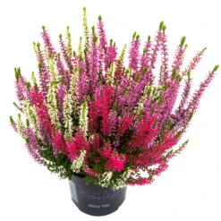 Knopsenheide 'Starlight® Milca-Trio', Lila-rot-weiß, Topf-Ø 11 Cm, 6er-Set -Compo Verkaufsgeschäft 0650200157 Calluna Milca weiss T11er Starlight Trio Milca weiss einzel 79834