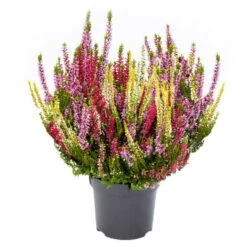 Knopsenheide 'Starlight® Milca-Trio', Lila-rot-weiß, Topf-Ø 11 Cm, 6er-Set -Compo Verkaufsgeschäft 0650200158 KB Calluna vulgaris Milka Trio rotlilaweissgelblaub Set 6 1 1 80316