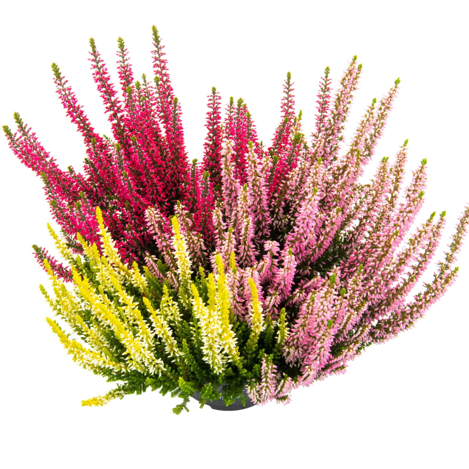 Knospenheide 'Beauty Ladies®Starlight Melody', Mehrfarbig, Topf-Ø 13 Cm, 6er-Set 1 Knospenheide 'Beauty Ladies®Starlight Melody', Mehrfarbig, Topf-Ø 13 Cm, 6er-Set