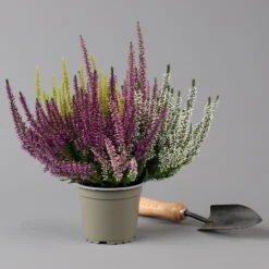 Knospenheide 'High Five®' Fünffarbig, Topf-Ø 13 Cm, 3er-Set 8 Knospenheide 'High Five®' Fünffarbig, Topf-Ø 13 Cm, 3er-Set -Compo Verkaufsgeschäft 0650200205 Calluna High Five T13 5 Farben im Topf 3er Set 2 126000