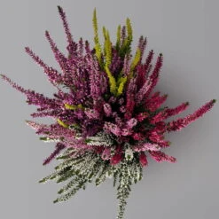 Knospenheide 'High Five®' Fünffarbig, Topf-Ø 13 Cm, 3er-Set 7 Knospenheide 'High Five®' Fünffarbig, Topf-Ø 13 Cm, 3er-Set -Compo Verkaufsgeschäft 0650200205 Calluna High Five T13 5 Farben im Topf 3er Set 3 126001