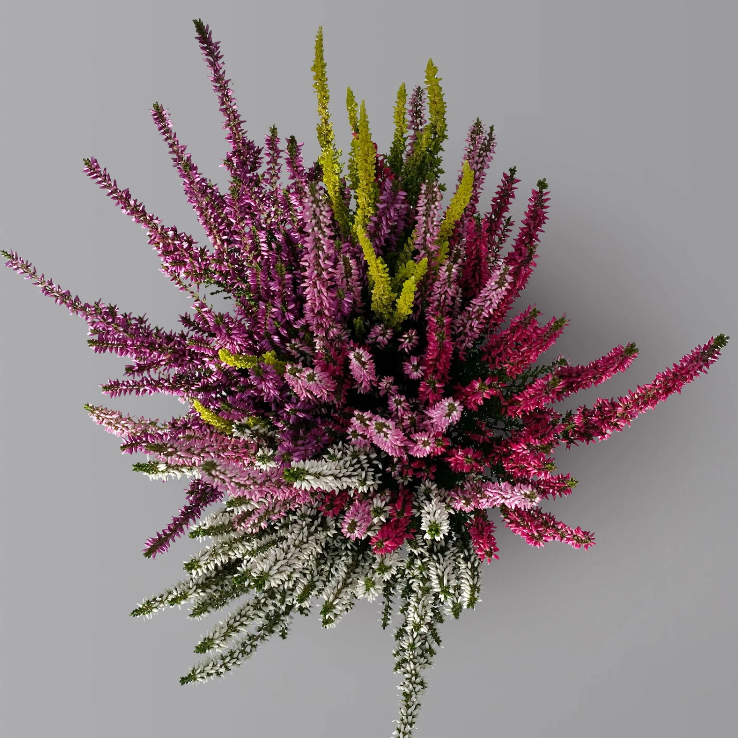 Knospenheide 'High Five®' Fünffarbig, Topf-Ø 13 Cm, 3er-Set 2 Knospenheide 'High Five®' Fünffarbig, Topf-Ø 13 Cm, 3er-Set - Image 2