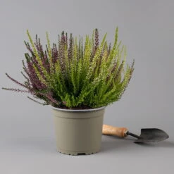 Knospenheide 'High Five®' Fünffarbig, Topf-Ø 17 Cm, 2er-Set -Compo Verkaufsgeschäft 0650200206 Calluna vulgaris High Five T17 5Farben im Topf 2er Set 2 126027