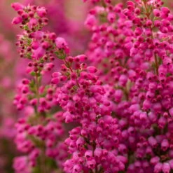 Glockenheide 'Beauty Queens®' Rosa-rot, Farbe Variiert, Topf-Ø 12 Cm, 6er-Set -Compo Verkaufsgeschäft 0651100033 Erica gracilis Beauty Queen rosa rot 6er Set WS 2 95895