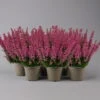 Glockenheide 'Beauty Queens®' Rosa-rot, Farbe Variiert, Topf-Ø 12 Cm, 6er-Set -Compo Verkaufsgeschäft 0651100062 Erica gracilis Beauty Queen T12 rosa rot 6erSet 1 125933