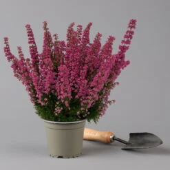 Glockenheide 'Beauty Queens®' Rosa-rot, Farbe Variiert, Topf-Ø 12 Cm, 6er-Set -Compo Verkaufsgeschäft 0651100062 Erica gracilis Beauty Queen T12 rosa rot 6erSet 2 125934