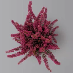 Glockenheide 'Beauty Queens®' Rosa-rot, Farbe Variiert, Topf-Ø 12 Cm, 6er-Set -Compo Verkaufsgeschäft 0651100062 Erica gracilis Beauty Queen T12 rosa rot 6erSet 3 125935