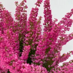 Glockenheide 'Beauty Queens®' Rosa-rot, Farbe Variiert, Topf-Ø 12 Cm, 6er-Set -Compo Verkaufsgeschäft 0651100062 Erica gracilis Beauty Queen T12 rosa rot 6erSet 2 125796