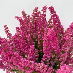 Glockenheide 'Beauty Queens®' Rosa-rot, Farbe Variiert, Topf-Ø 12 Cm, 6er-Set -Compo Verkaufsgeschäft 0651100062 Erica gracilis Beauty Queen T12 rosa rot 6erSet 3 125797