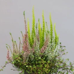 Heidepflanzen Mix, Topf-Ø 10,5 Cm, 6er-Set -Compo Verkaufsgeschäft 0651200008 Heide Mix T10 5 H20 1 97304