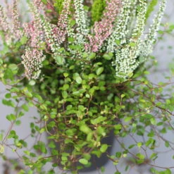 Heidepflanzen Mix, Topf-Ø 10,5 Cm, 6er-Set -Compo Verkaufsgeschäft 0651200008 Heide Mix T10 5 H20 6 97305