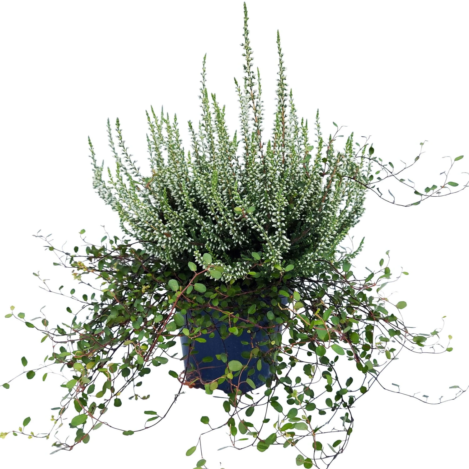 Knospenheide & Mühlenbeckia Duo, Weiß, Topf-Ø 13cm, 6er-Set 1 Knospenheide & Mühlenbeckia Duo, Weiß, Topf-Ø 13cm, 6er-Set