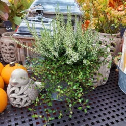 Knospenheide & Mühlenbeckia Duo, Weiß, Topf-Ø 13cm, 6er-Set 8 Knospenheide & Mühlenbeckia Duo, Weiß, Topf-Ø 13cm, 6er-Set -Compo Verkaufsgeschäft 0651200048 Calluna Muehlenbeckia T13 weiss Set 6 2 81515