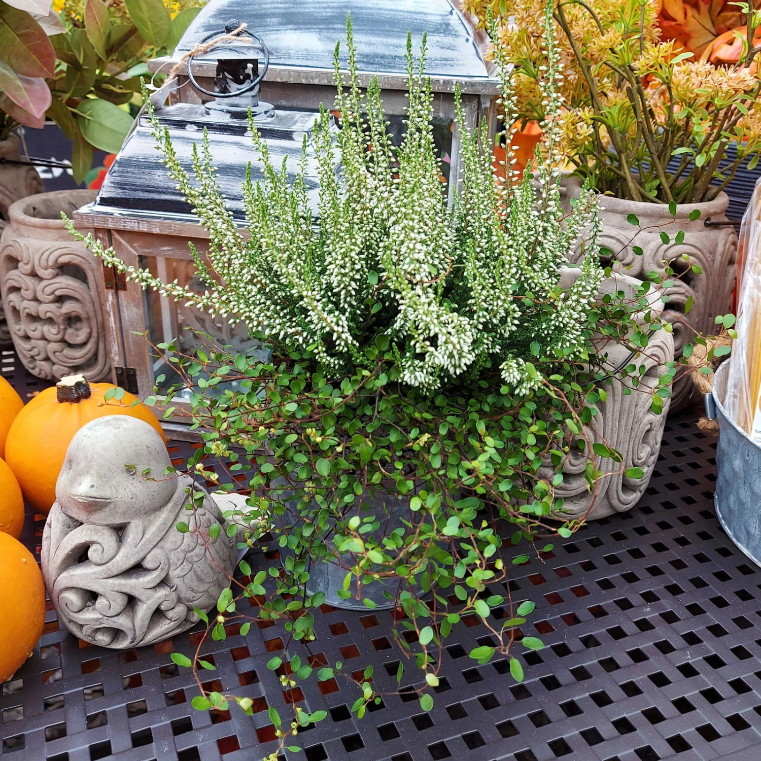 Knospenheide & Mühlenbeckia Duo, Weiß, Topf-Ø 13cm, 6er-Set 3 Knospenheide & Mühlenbeckia Duo, Weiß, Topf-Ø 13cm, 6er-Set - Image 3