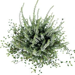 Knospenheide & Mühlenbeckia Duo, Weiß, Topf-Ø 13cm, 6er-Set 9 Knospenheide & Mühlenbeckia Duo, Weiß, Topf-Ø 13cm, 6er-Set -Compo Verkaufsgeschäft 0651200048 Calluna Muehlenbeckia T13 weiss Set 6 6 81600