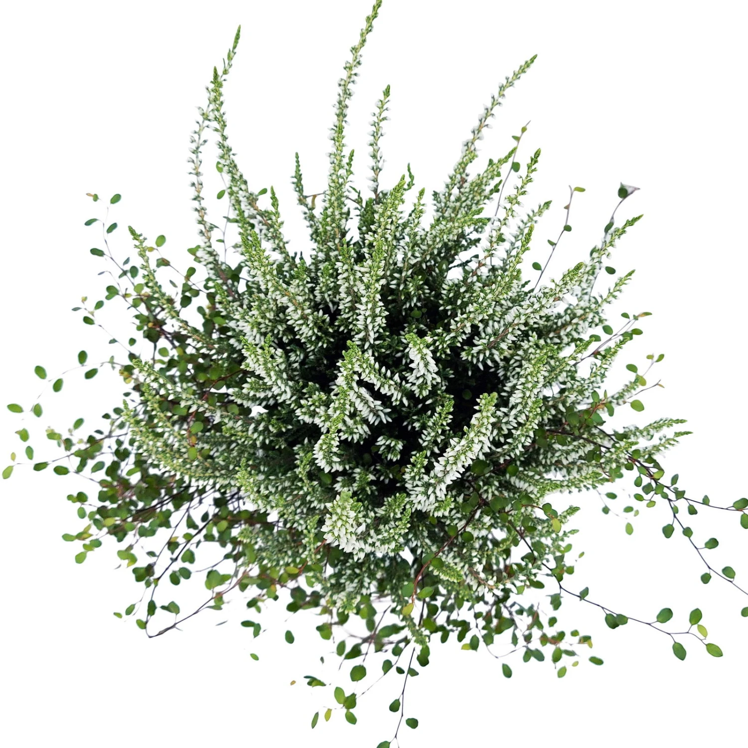 Knospenheide & Mühlenbeckia Duo, Weiß, Topf-Ø 13cm, 6er-Set 4 Knospenheide & Mühlenbeckia Duo, Weiß, Topf-Ø 13cm, 6er-Set - Image 4